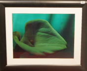 obrazy/zeleny-kvet-1