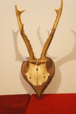 trofej srnec